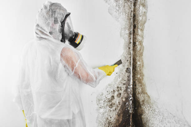 Oak Hill, WV Mold Removal Company