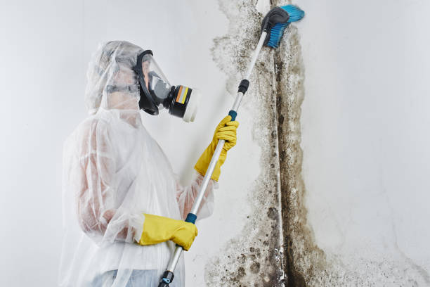 Best Attic Mold Removal  in Oak Hill, WV