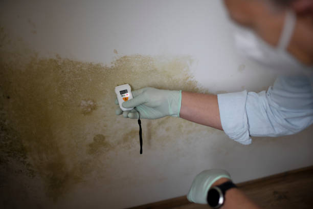 Best Same-Day Mold Removal  in Oak Hill, WV