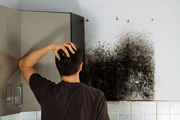 Best Local Mold Removal Service  in Oak Hill, WV